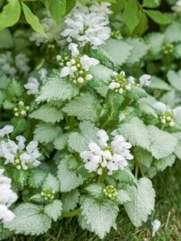 Lamium 'White Nancy' plants feature vibrant white flowers and green serrated leaves, growing densely on the ground. They thrive in partial shade under larger leaves and are perfect for any garden. Available in a convenient 3" pot for easy planting.
