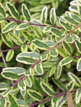 Close-up of Lonicera 'Variegated' BoxOz 6" Pot's green leaves with white edges, highlighting the prominent purple stem.