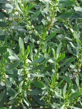 Close-up of Myoporum insulare 'Common Boobialla' in a 6" pot, showcasing lush green shrubbery with elongated leaves and scattered small white flowers.