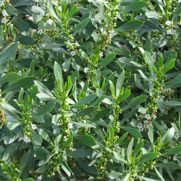 Close-up of Myoporum insulare 'Common Boobialla' in a 6" pot, showcasing lush green shrubbery with elongated leaves and scattered small white flowers.