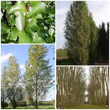 Populus 'Simon's Poplar' - Image 2