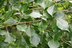 Populus 'Simon's Poplar' - Image 4