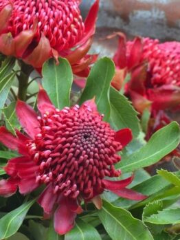 A close-up of Telopea 'Shady Lady Crimson’ Waratah PBR plants in 13" pots, featuring vibrant red flowers expertly espaliered with lush green leaves, against a corrugated metal background.