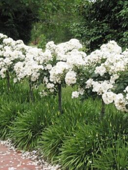 A row of 'Iceberg' Standard 4ft Rose (Eco Grade) shrubs lines the brick pathway, their white blooms reminiscent of a rose garden, allowing green foliage to peek through due to their standard heights.
