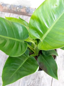 The Philodendron 'Imperial Green' with its large, glossy green leaves sits elegantly on the wooden floor, perfectly capturing the ideal houseplant aesthetic.