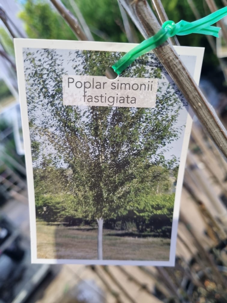 Populus 'Simon's Poplar' - Image 3