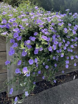 Trailing purple flowers spill over a wooden planter box by a paved surface, set off by lush green foliage and the elegant blades of Carex 'Evergold' Japanese Sedge ornamental grass in the background.