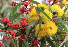 The Eucalyptus erythrocorys 'Red Capped Gum' features bright yellow and red flowers surrounded by long green leaves, available in a convenient 6" pot.