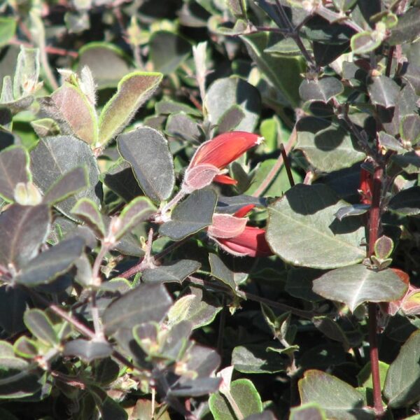 The Gastrolobium praemorsum 'Brown Butterfly' in a 6" pot displays dark red tubular flowers amidst lush green foliage, attracting the occasional Brown Butterfly.