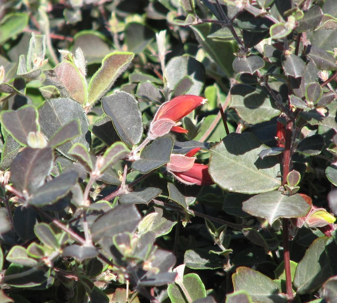 The Gastrolobium praemorsum 'Brown Butterfly' in a 6" pot displays dark red tubular flowers amidst lush green foliage, attracting the occasional Brown Butterfly.