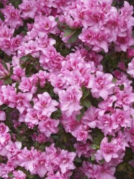 A vibrant cluster of pink Azalea 'Rose Queen' flowers with lush green leaves, beautifully arranged in an 8" pot.
