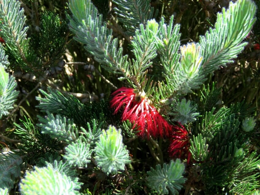 Calothamnus 'Common Net Bush' Grey Form 6" Pot - Image 2