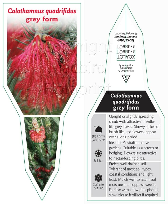 Calothamnus 'Common Net Bush' Grey Form 6" Pot - Image 3