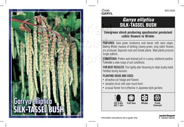 Garrya 'Silk Tassel Bush' 8" Pot - Image 2