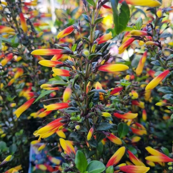 A close-up of the Jacobinia 'Firefly' 6" Pot displaying vibrant tubular flowers in fiery yellow, orange, and red hues amidst glossy green leaves.