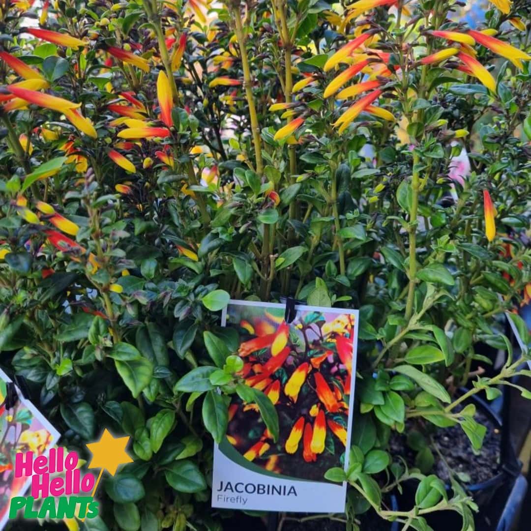 Jacobinia 'Firefly' 6" Pot - Image 2