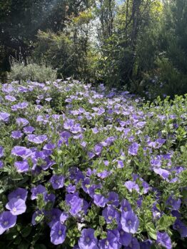 A dense cluster of blooming purple morning glory flowers fills the foreground, accented by Carex 'Evergold' Japanese Sedge, with green foliage and sunlit trees in the background.