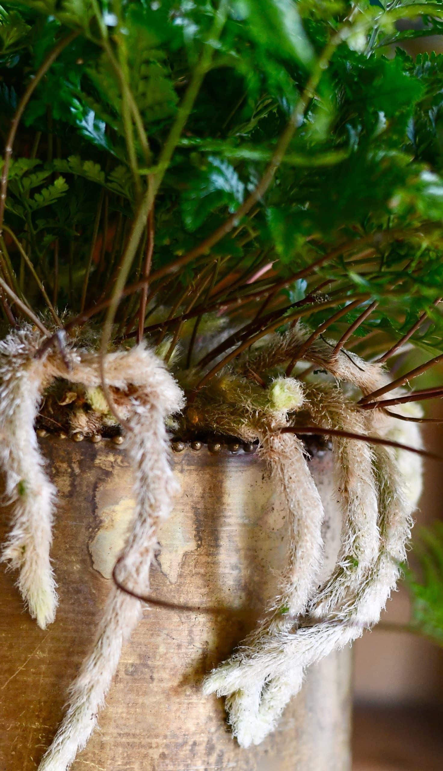 Davallia 'White Rabbit's Foot Fern' - Image 2