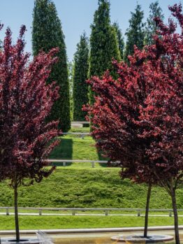 Prunus cerasifera 'Nigra' Purple leaf plum ornamental blossom tree purple