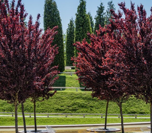 Prunus cerasifera 'Nigra' Purple leaf plum ornamental blossom tree purple