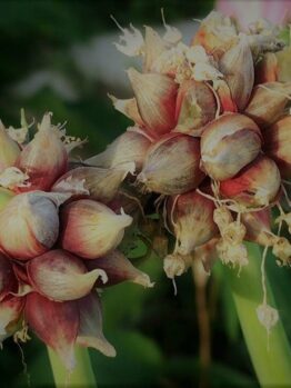 Two clusters of reddish bulbils on a plant stem, similar to Allium blooms, are set amidst lush green foliage—ideal for enhancing your collection with the Allium 'Onion Tree' in a 4" pot.