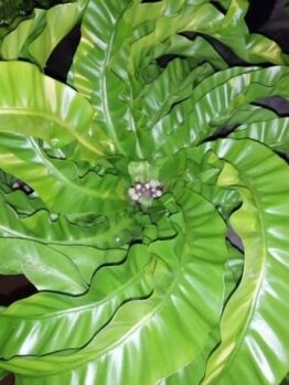 A detailed view of the Asplenium 'Hurricane' Fern in a 6" pot showcases its glossy, bright green, ruffled leaves radiating from the center.