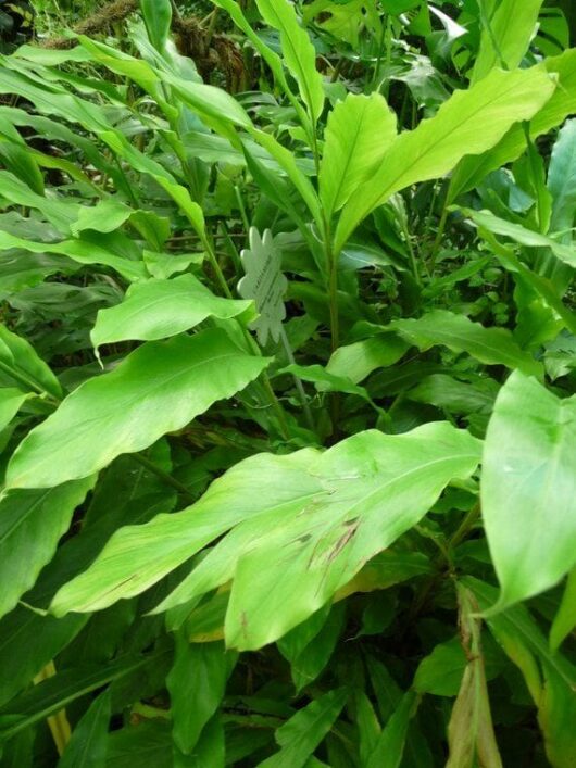 The broad, lush green leaves of the Alpinia 'Cardamom Leaf' partly conceal its small rectangular label in a 5" pot.