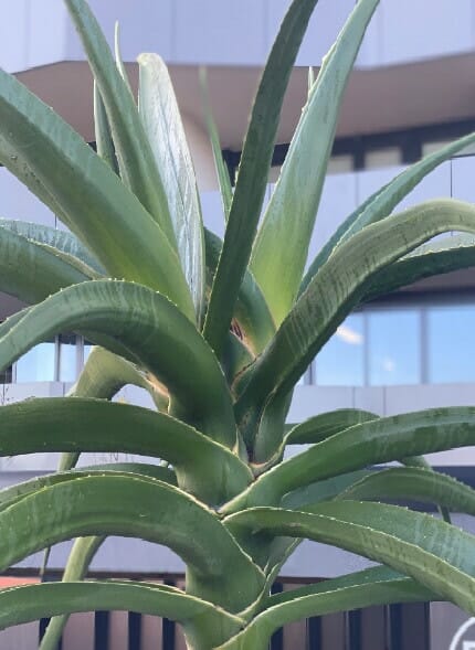 Aloe barberae 'Tree Aloe' 20" Pot - Image 5