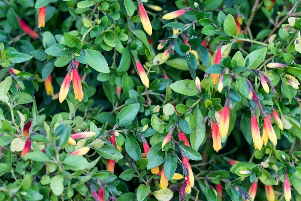 Jacobinia 'Firefly' 15cm Pot features lush green foliage and dense leaves dotted with small tubular flowers—yellow at the base, red at the tips—making it a vibrant and colourful houseplant.