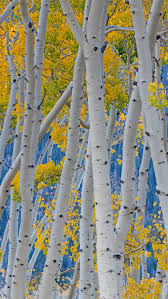 Populus 'Quaking American Aspen' - Image 2