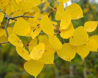 Populus 'Quaking American Aspen' - Image 4