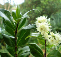 Close-up of a Syzygium 'Aniseed Myrtle' Tucker Bush in a 7" pot, showcasing its glossy green leaves and small fluffy white flowers against a blurred natural background.
