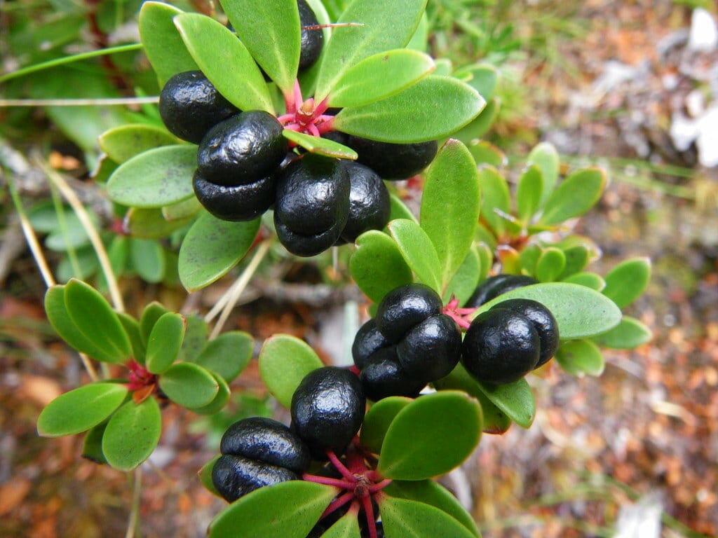 Close-up of glossy black crowberries on a Tasmannia 'Mountain Pepper' Tucker Bush (Male) 7" Pot, nestled among vibrant green leaves.