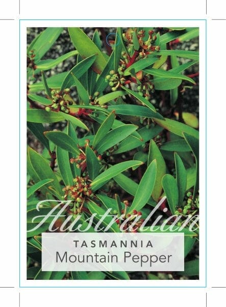 Tasmannia 'Mountain Pepper' Tucker Bush (Male) 7" Pot - Image 5