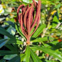 Close-up of young, reddish-brown fuzzy leaves emerging from a Banksia 'Hinchinbrook Banksia' 6" Pot, surrounded by mature green serrated leaves under bright sunlight.