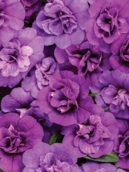 Close-up of a cluster of vibrant purple Calibrachoa Superbells® 'Double Blue' in a 6" pot, featuring layered petals and lush green leaves, highlighting rich textures and natural beauty.