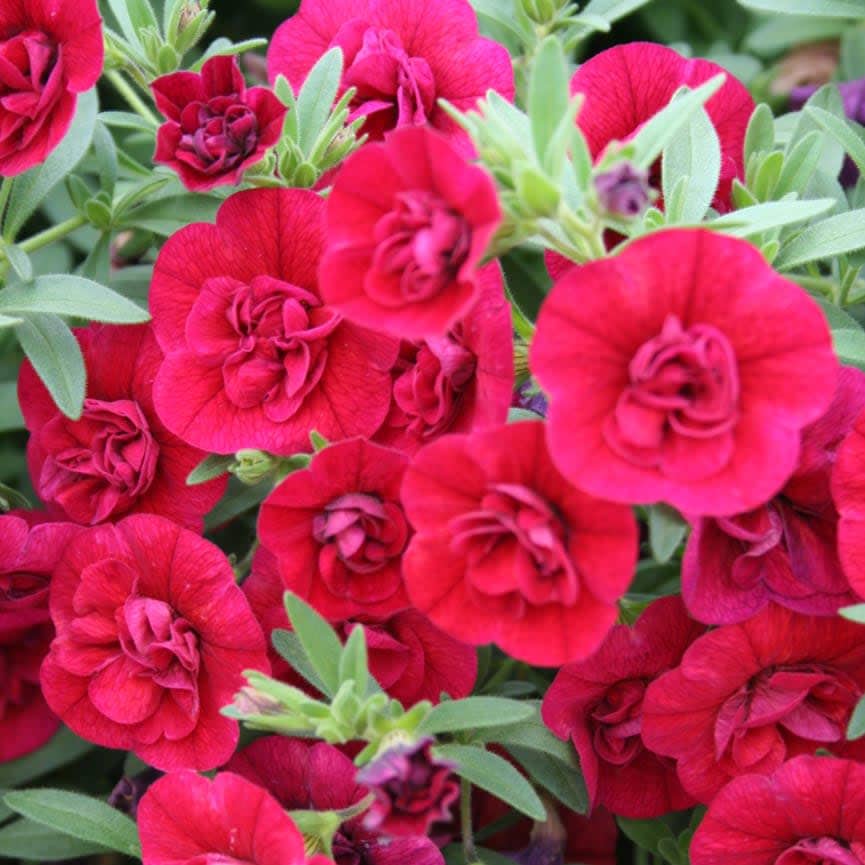 Calibrachoa Superbells® 'Double Ruby' in a 6" pot captivates with its ruffled red petunia-like flowers, delivering vibrant beauty. Surrounded by lush green foliage, it creates a stunning garden display.