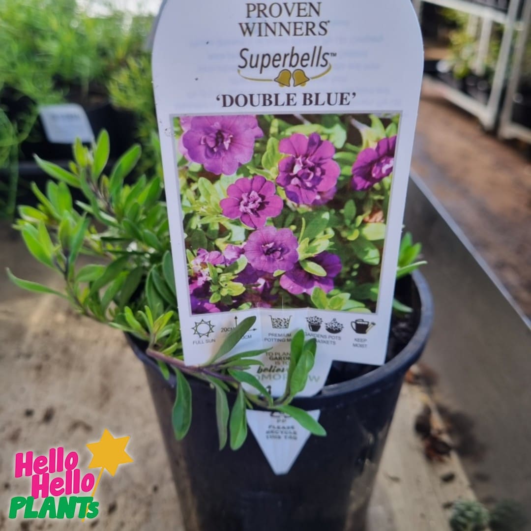 Calibrachoa Superbells® 'Double Blue' 6" Pot - Image 2