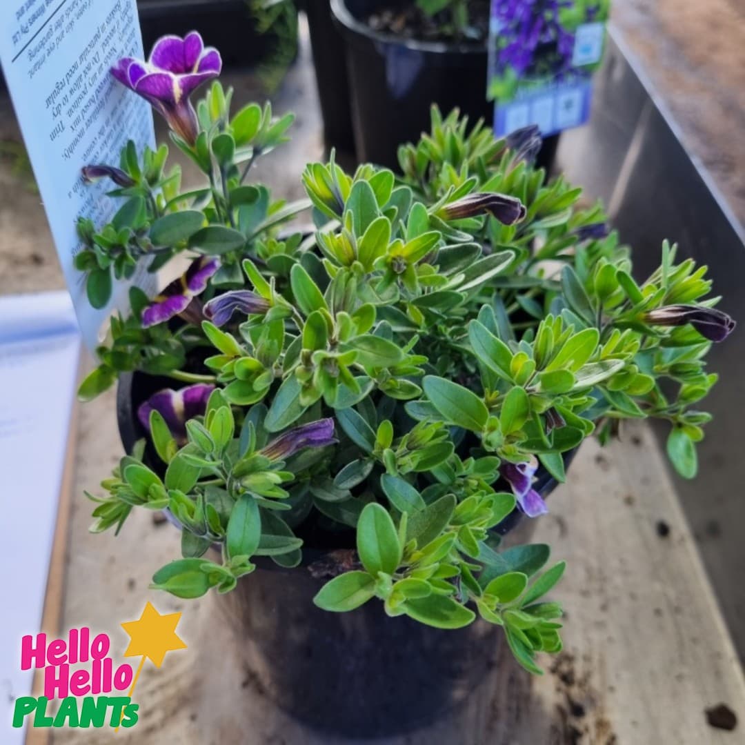 Calibrachoa Superbells® 'Evening Star™' 6" Pot - Image 2