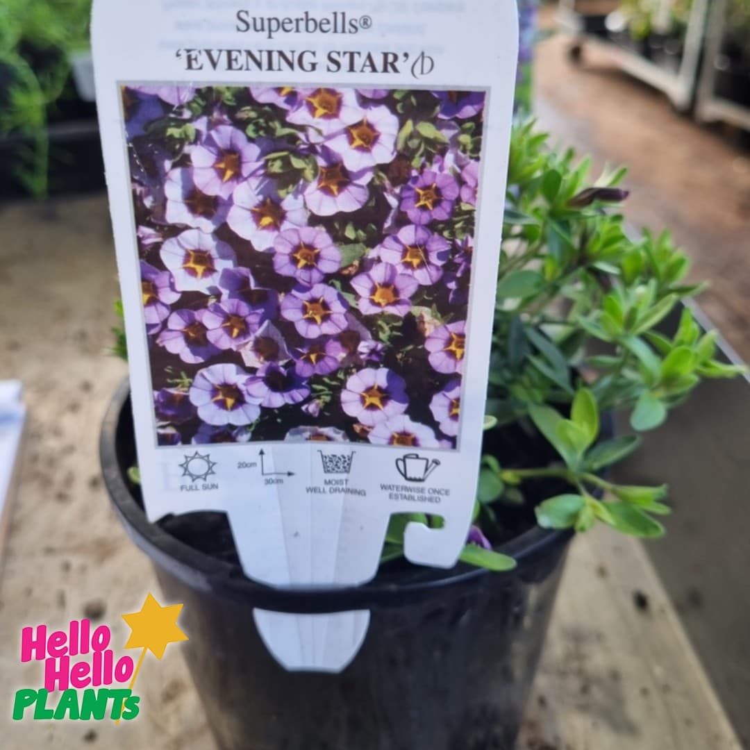 Calibrachoa Superbells® 'Evening Star™' 6" Pot - Image 3