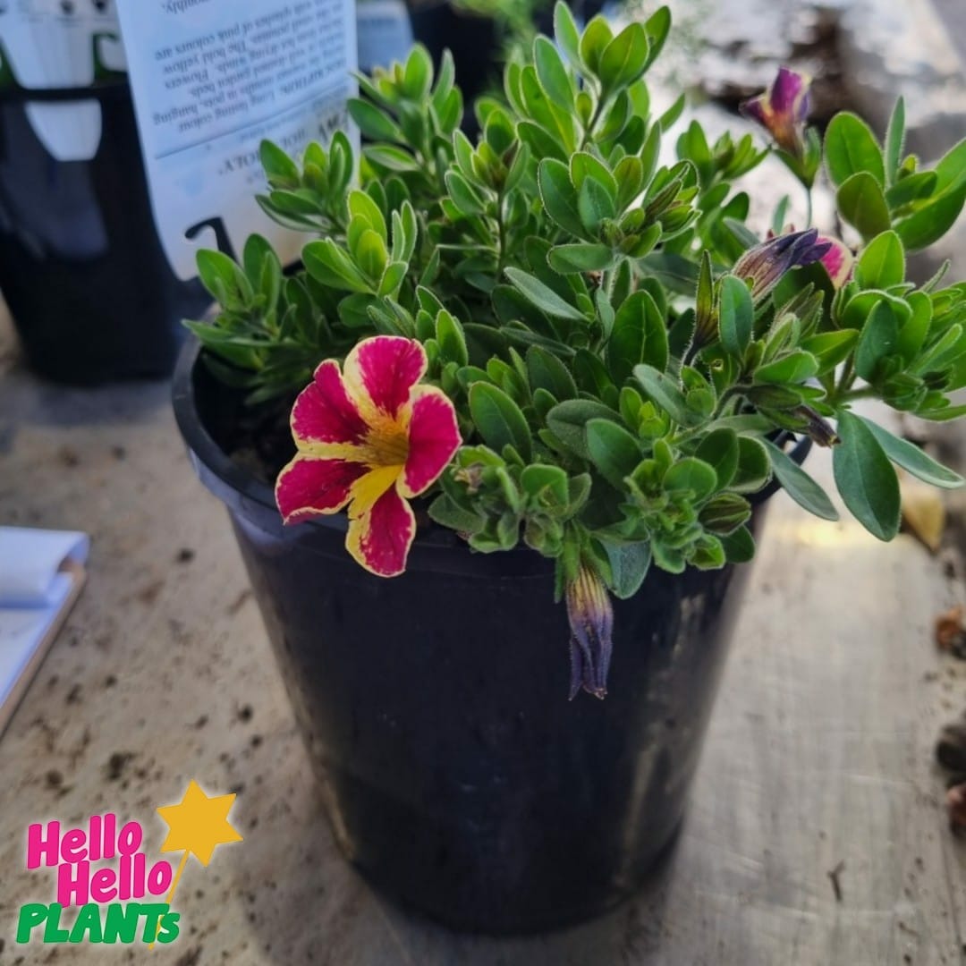 Calibrachoa Superbells® 'Holy Moly!™' 6" Pot - Image 2