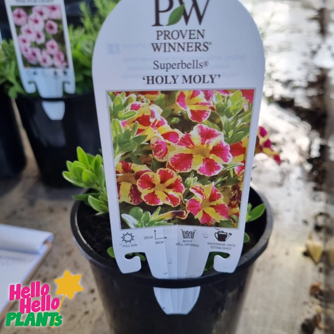 Calibrachoa Superbells® 'Holy Moly!™' 6" Pot - Image 3