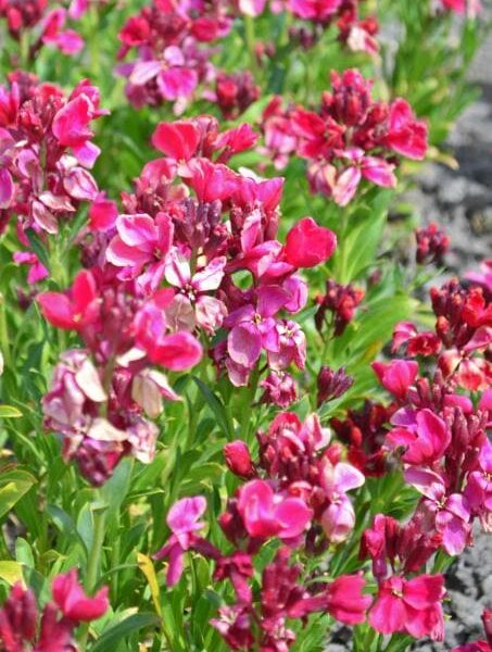 A 6" pot of vibrant pink and red Cheiranthus 'Ruby Gem' wallflowers, known for their lush green leaves, flourishes in a garden bed.