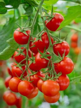 Clusters of ripe red cherry tomatoes hang on green vines, surrounded by lush leaves—ideal for growing your own Tomato 'Cherry Tomato' plant in a 10cm pot.