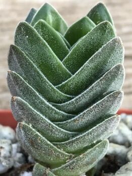 A close-up of the Crassula 'Buddha's Temple' features its green frosted, textured leaves in overlapping layers. This captivating succulent is elegantly displayed in a 6" pot filled with white gravel.