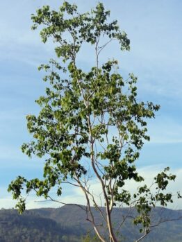 Eucalyptus polyanthemos red box gum tree young specimen growing in australian mountains