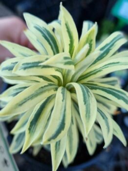 Hello Hello Plants Melbourne Victoria Australia Euphorbia characias Tasmanian Tiger Foliage