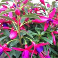 Close-up of Fuchsia 'Electric Lights' PBR in a 7" pot, featuring vibrant pink and purple petals surrounded by lush green leaves.