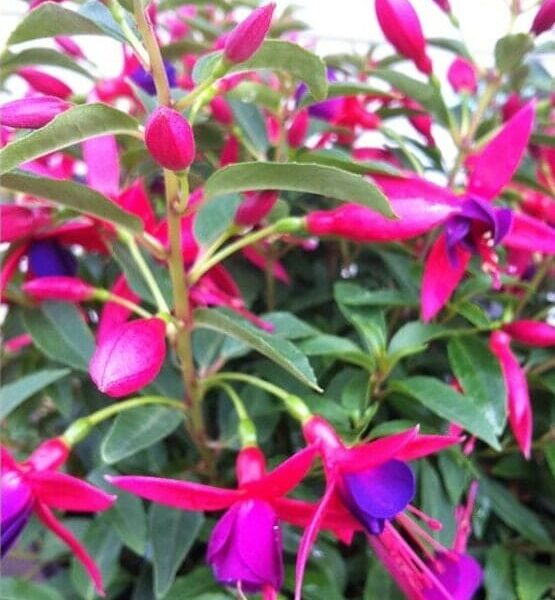 Close-up of Fuchsia 'Electric Lights' PBR in a 7" pot, featuring vibrant pink and purple petals surrounded by lush green leaves.