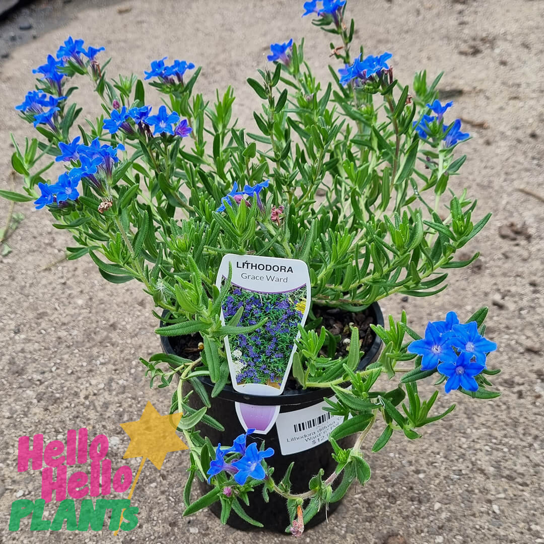 Lithodora diffusa 'Grace Ward' 6" Pot - Image 3